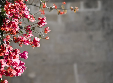Mediterranean bougainvilla during fall against blurred backgroundの写真素材