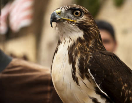 Portrait of a bird of prey most probably a falconの写真素材