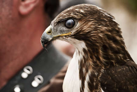 Portrait of a bird of prey with its transparent eyelid closedの写真素材