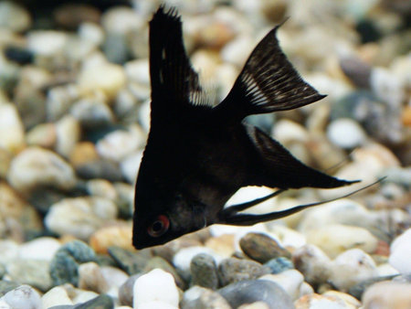 angel fishの写真素材