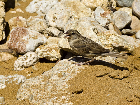 A female Mediterranean house sparrow tending to her nest の写真素材
