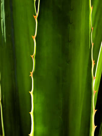 Detail and texture of a beautiful backlighted cactus or aloe leafの写真素材