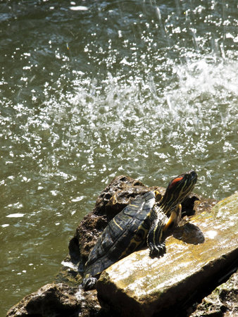 A freshwater turtle basking in the sun near a pondの写真素材