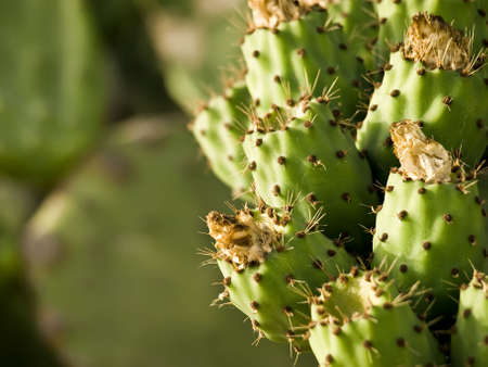 Mediterranean prickly pears also known as figsの写真素材