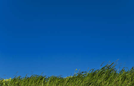 Green grass over a deep blue sky typical of spring seasonの写真素材