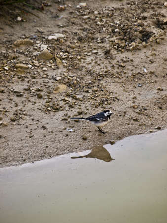 A white wagtail walking along a riverbed foraging for insectsの写真素材