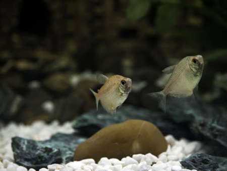 Glassfish or barbs in a freshwater aquariumの写真素材
