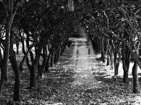 Ghostly figure of a woman in an orchard in Buskett in Maltaの写真素材