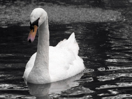 A beautiful swan or cygnus gliding across the water seemingly in deep thoughtの写真素材
