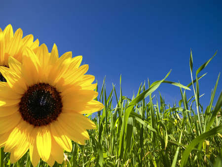 Vivid green blades of grass over a deep blue sky with sunflowers in foregroundの写真素材