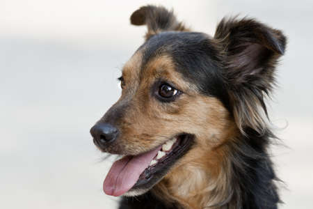 Our cute little Chloe is a crossbreed between a long-haired chihuahua and a papillion.の写真素材
