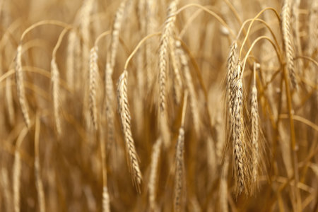 Detail of wheat or Triticum plant showing blurred remainder of harvest and crop in the backgroundの写真素材