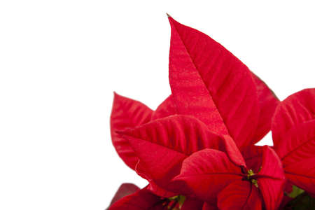 Ponsietta or Christmas Flower over white backdropの写真素材