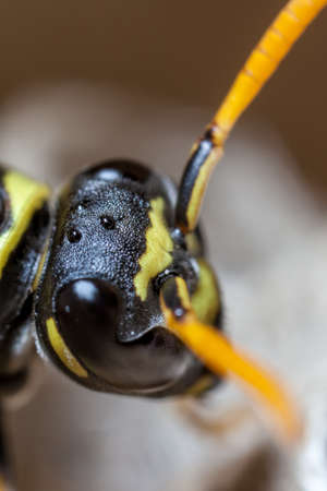 Super macro shot showing simple eyes or oculi on a Paper Wasp Queen.の写真素材