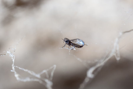 A small insect is caught up on a sticky strand of cobweb silk