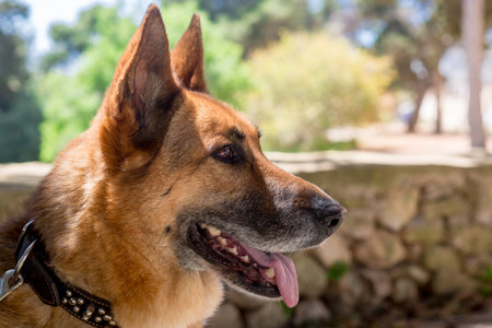 Kimba, a female German Shepherd Dog from Malta