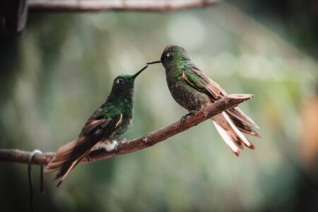 These two hummingbirds were found in the colombia rain forest.の写真素材