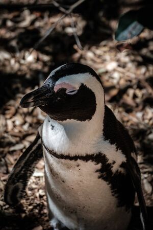 African penguin sleeping in the shadeの写真素材