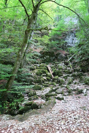 Forest near the Falkensteiner Cave near Grabenstetten on the Swabian Alb (Baden-W?rttemberg)の写真素材