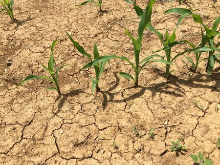 Corn plants (Zea mays) are growing on a field in Esslingen (Germany) after a period with no rain. So there are a lot of cracks in the soil.の写真素材