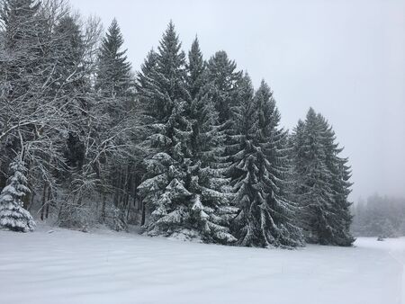 Conifers in Albstadt on the Swabian Albの写真素材