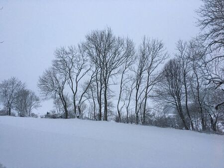 Line of trees in the snow in Albstadt on the Swabian Albの写真素材