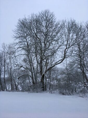 Trees in the snow in Albstadt on the Swabian Albの写真素材