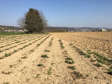 Rhubarb is growing on a field in springtime in Esslingen (Germany).の写真素材