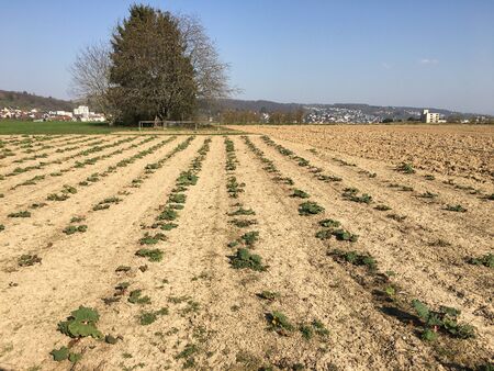 Rhubarb is growing on a field in springtime in Esslingen (Germany).の写真素材
