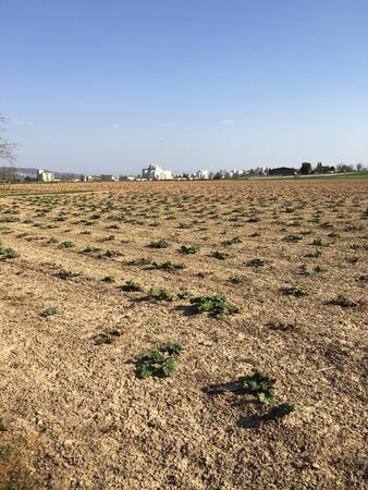 Rhubarb is growing on a field in springtime in Esslingen (Germany).の写真素材