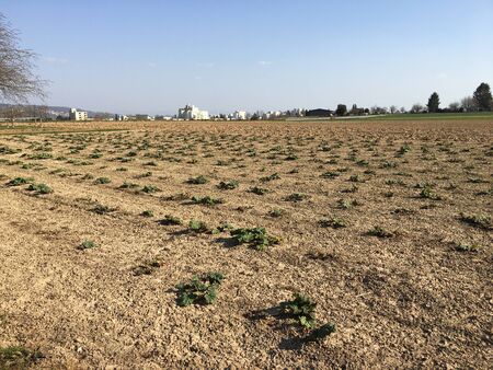 Rhubarb is growing on a field in springtime in Esslingen (Germany).の写真素材