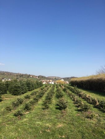 Small and medium-sized Christmas trees grow in a plantation in Esslingen in Southern Germany.の写真素材