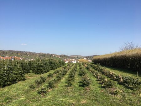 Small and medium-sized Christmas trees grow in a plantation in Esslingen in Southern Germany.の写真素材