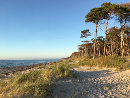 Pine trees near the beach on the Darss peninsula in the eveningの写真素材