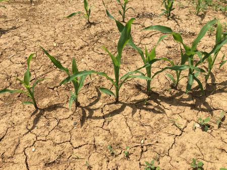 Cracks in the soil of a cornfield after a period without rain in Esslingen (Baden-Wuerttemberg / Germany)の写真素材