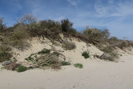 Trees fell down the dunes on the German North Sea island Langeoog because of erosion.の写真素材