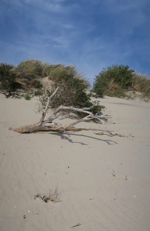 A dead tree is lying on the beach of the German island Langeoog.の写真素材