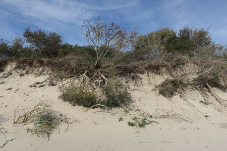Trees fell down the dunes because of erosion on the island of Langeoog.の写真素材