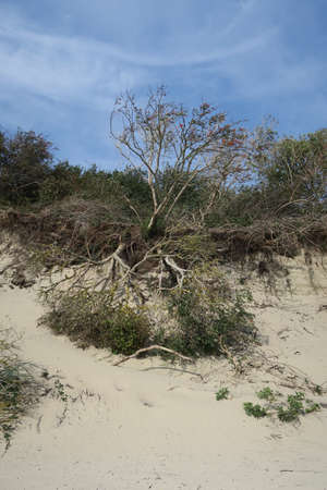 Trees fell upside down because of erosion on the North Sea island Langeoog.の写真素材