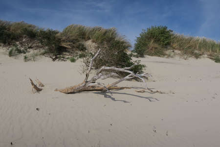 A tree trunk is lying on the beach because of erosion on the German North Sea island Langeoog.の写真素材