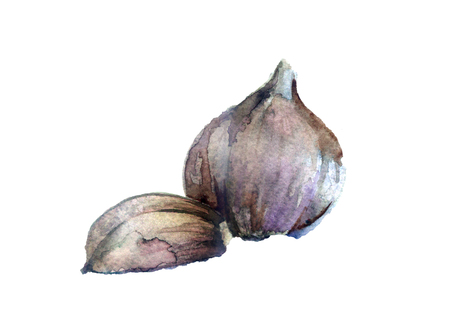 watercolor sketch: Fresh garlic on a white backgroundの写真素材
