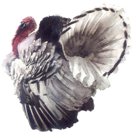 watercolor sketch: a turkey on a white backgroundの写真素材