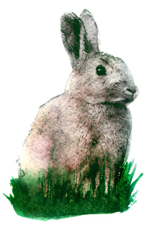 Watercolor rabbit on a white backgroundの写真素材