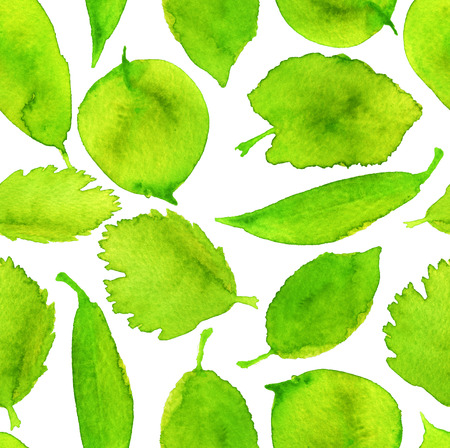 watercolor sketch of the leaves on a white backgroundの写真素材