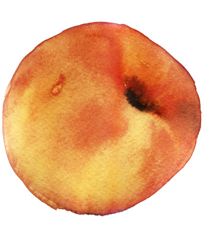 watercolor sketch: Peach on a white backgroundの写真素材
