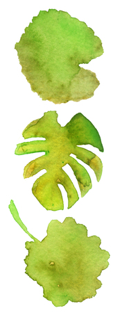 watercolor sketch of the leaves on a white backgroundの写真素材