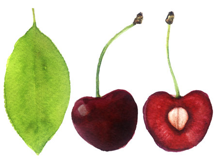 watercolor sketch: cherry on a white background