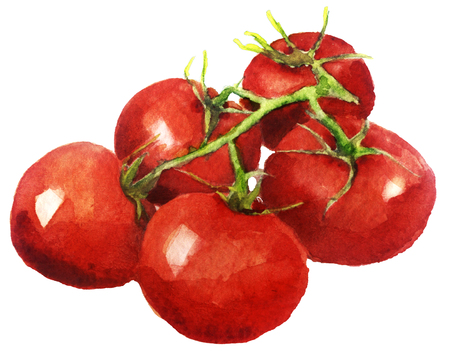 watercolor sketch: tomato on a white backgroundの写真素材