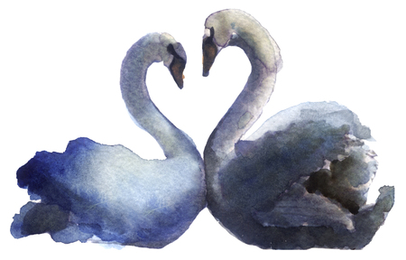 watercolor sketch of a swan on a white backgroundの写真素材