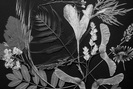 A composition of pressed flowers on black background shot black and whiteの写真素材